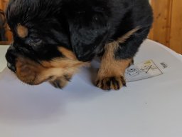 frida 9